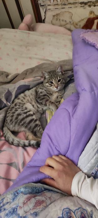 отдам котенка в добрые руки