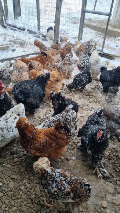 Ouă de moțate barboase încălțate