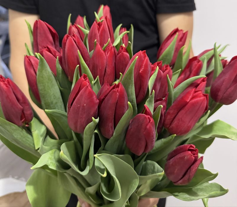 Тюльпаны оптом от 500