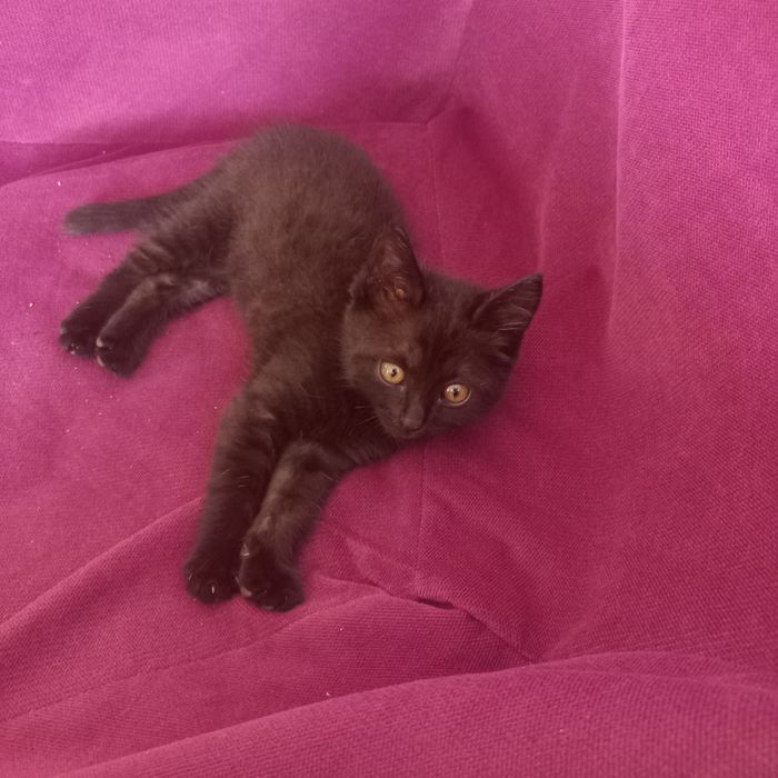 Котёнок в добрые руки