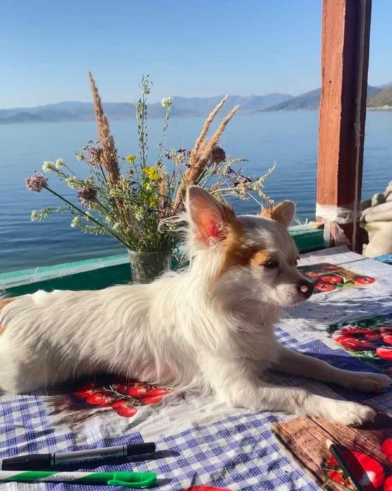 Чихуахуа кобель вязка