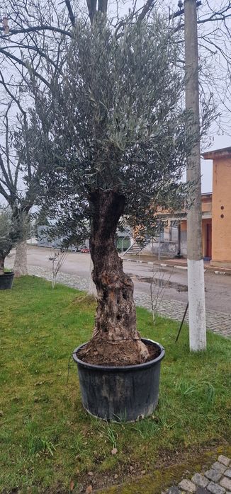 Маслинови   дървета