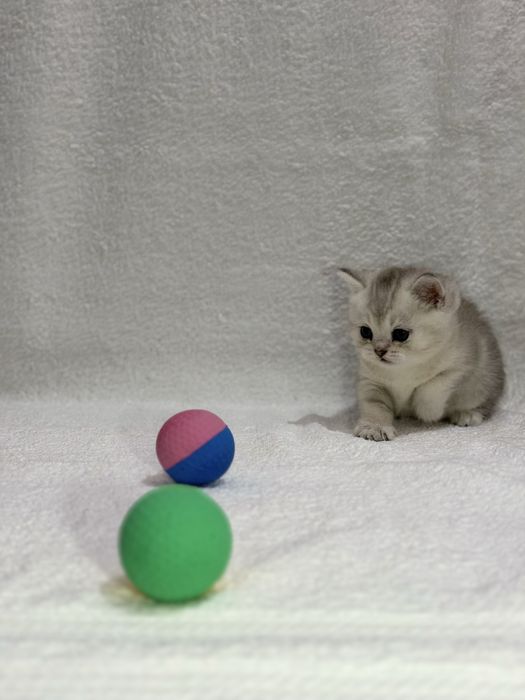 Продается котенок ( девочка)