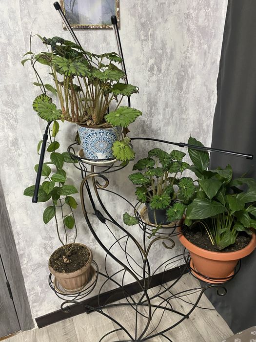 Продам Комнатные растения