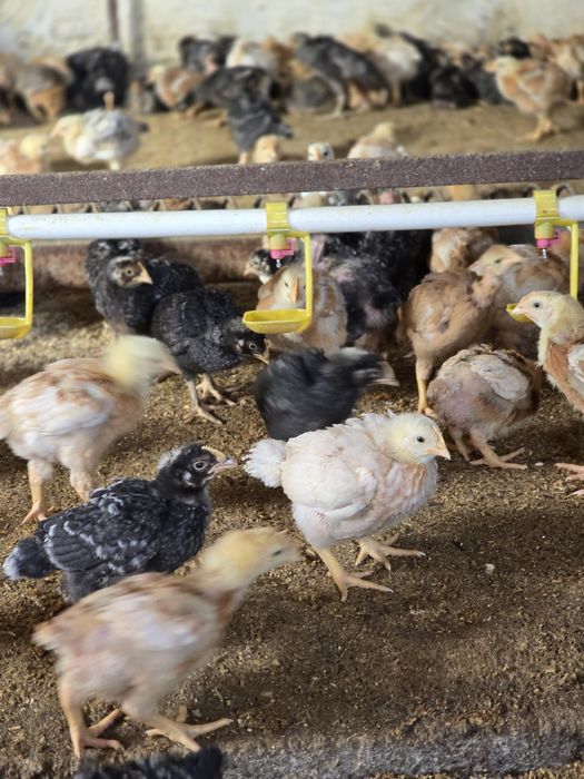 Pui rasa mixta calitate superioara