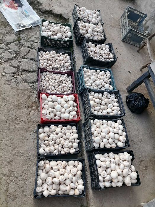 Шампанион қўзиқорин (оқ)