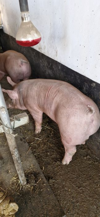 Vand iepuri de curte