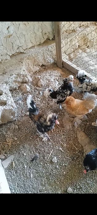 Tuhum sotiladi yapon ,Brama,Jersi zot