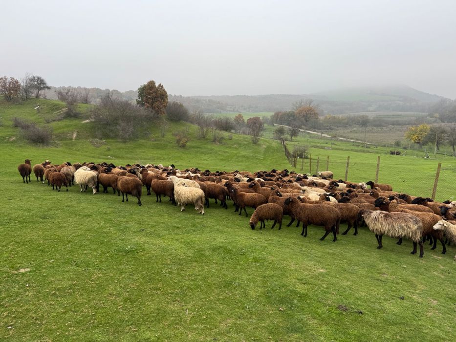 200 броя овце карнобатска местна порода