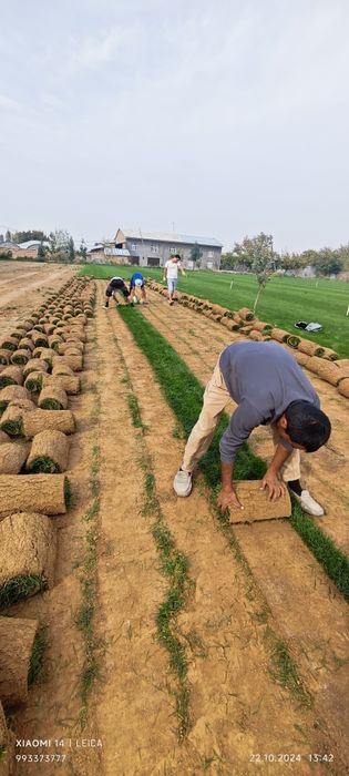 Живой газон биринчи қўл