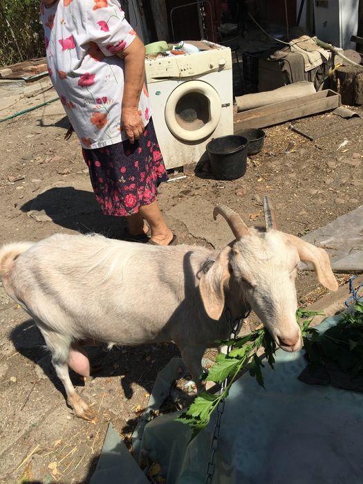 Capra metis cu lapte de vanzare