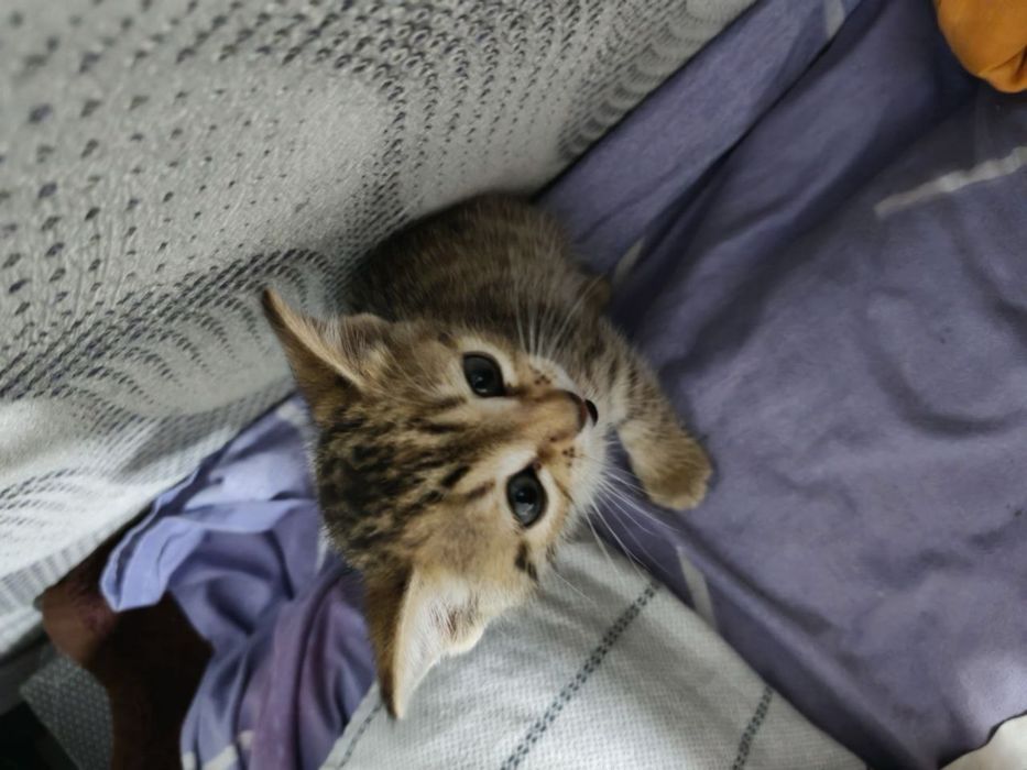 котенок в добрые руки