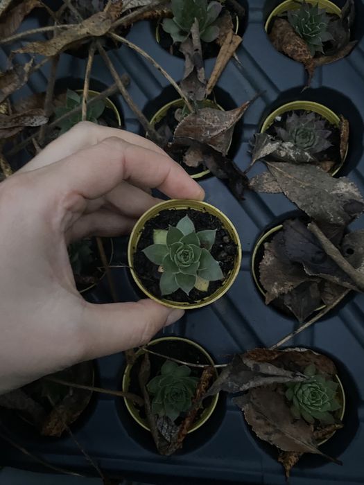 40 plante suculente cu ghiveci