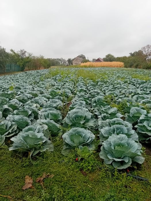 Vând varză Bucarest propria recolta