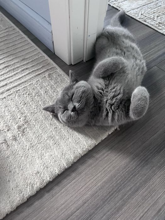 Котенок,британка «описание»