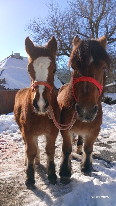 Vând mânz  de 6  luni