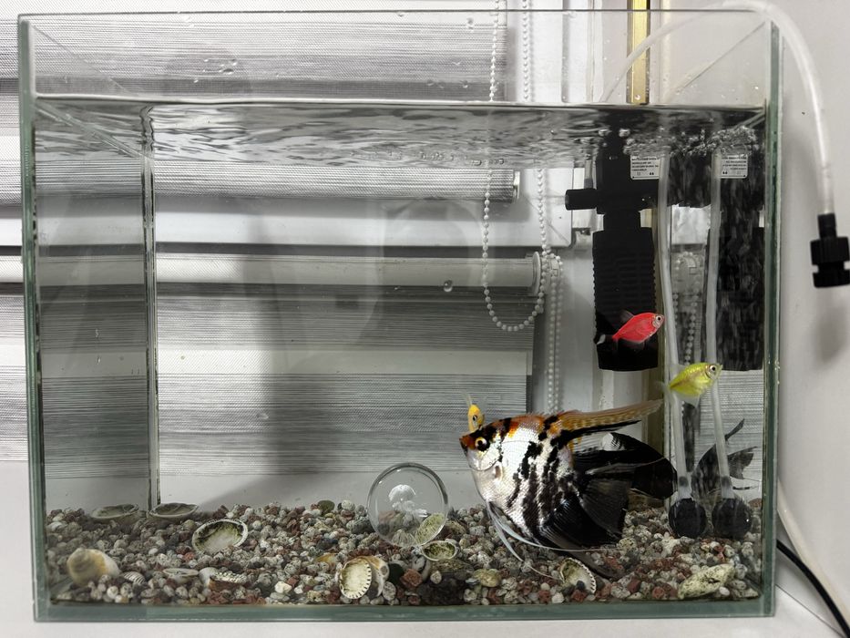 Аквариум с рыбками