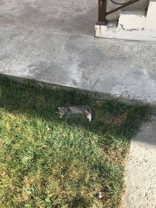 Кошка с 2 цетами галаз