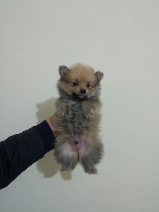 Мини померанчета на 55 дни с паспорт, обезпаразитени и първа ваксина