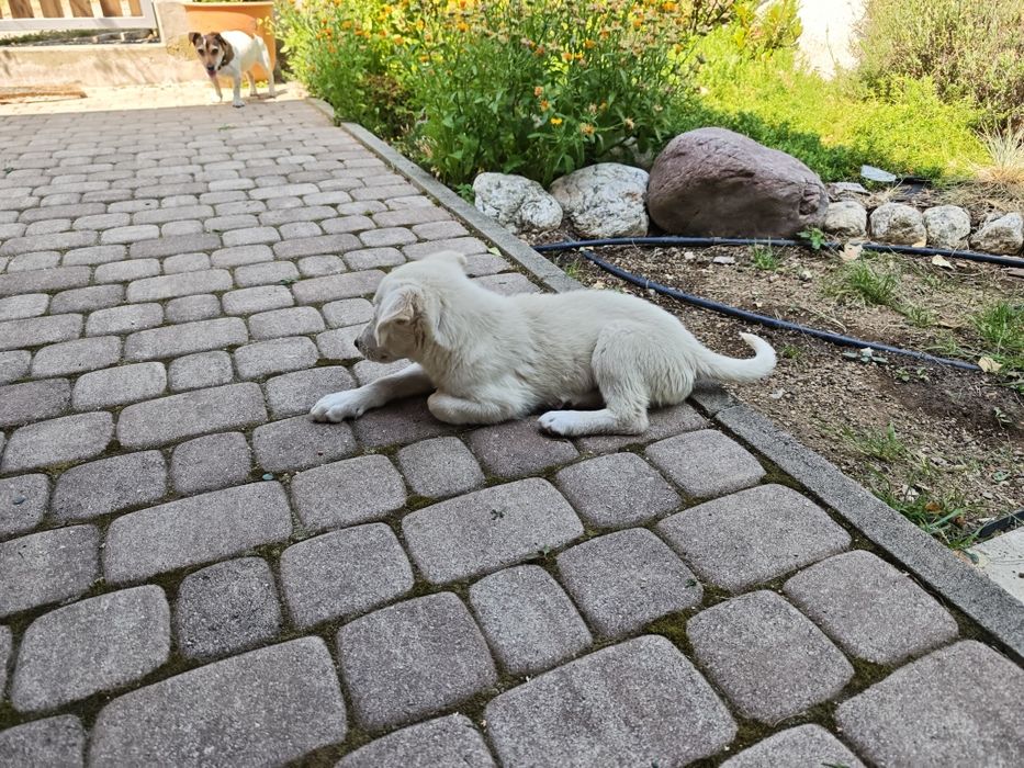 Търся любящи стопани за този мъник