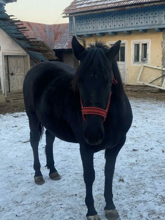 Vând mânz de 18 luni