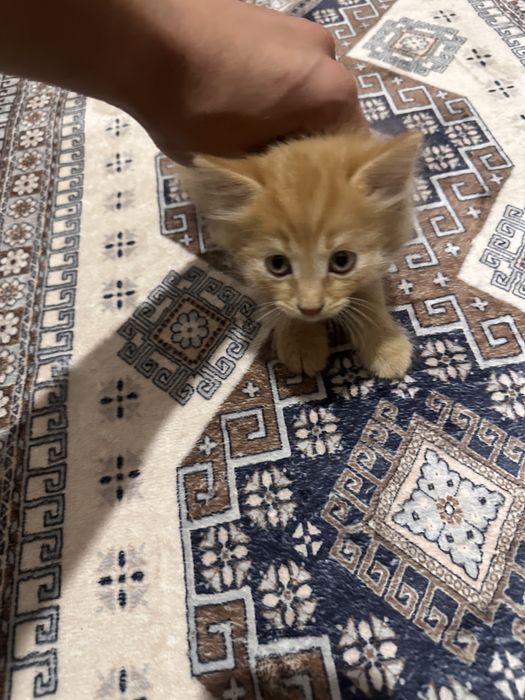 Дружилюбные котята
