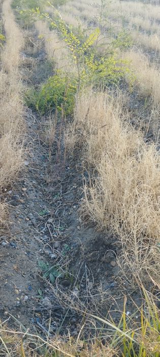 Саксовул  ( saksovul ) декларативный дарахтлар