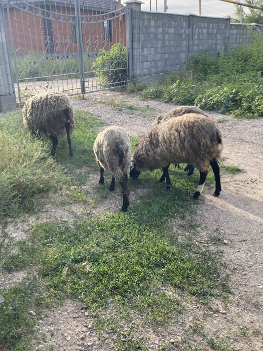 Продам романовских баранов