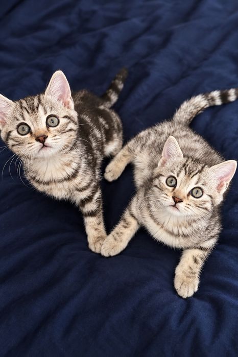 Marble бенгальский котенок
