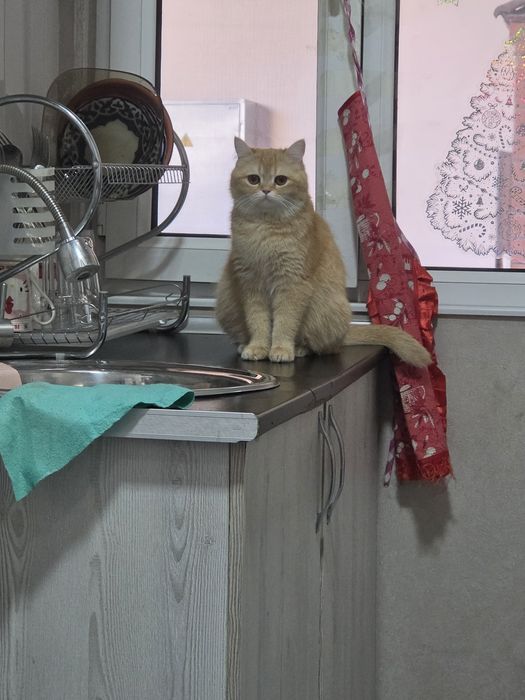 Срочно продается золотая шиншила мальчик 1.2г