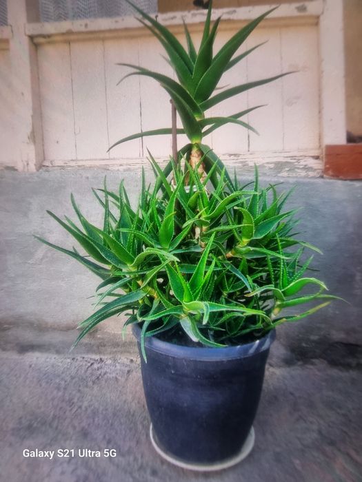 Комнатные растения