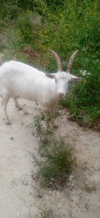 Козы зааненские молодое поголовье