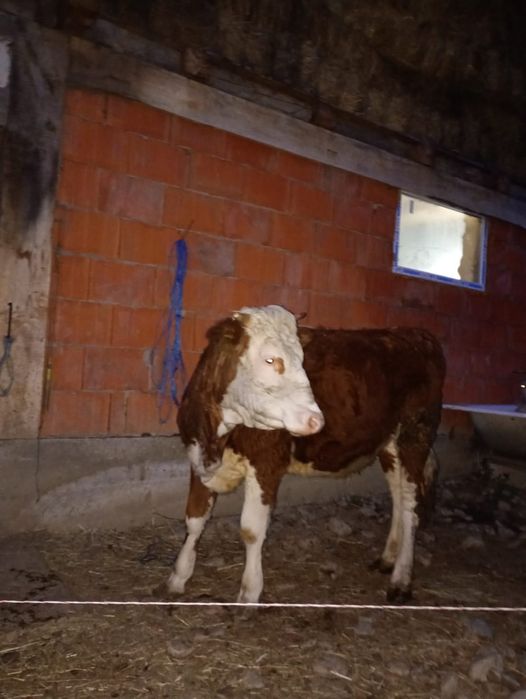 Vând junincă de un an și trei luni