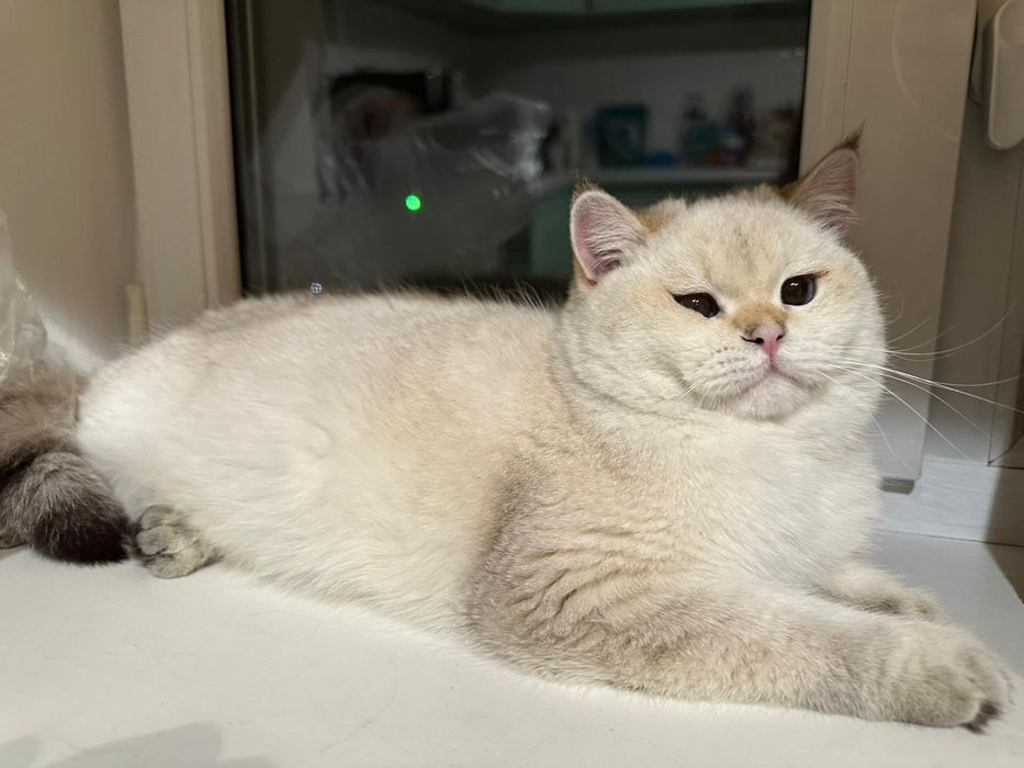 Кошечки золото и серебро