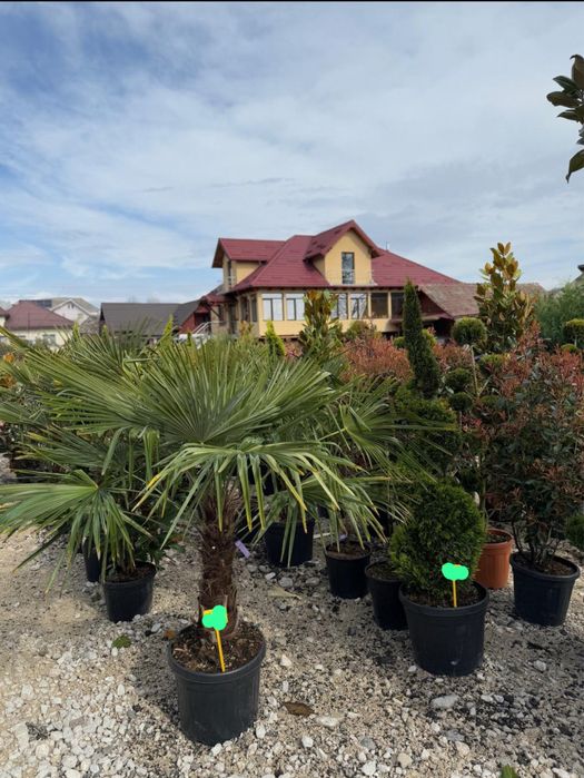 Palmieri eleganta si rafinament livram oriunde in tara