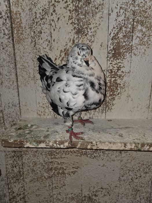 De vanzare porumbei kingi