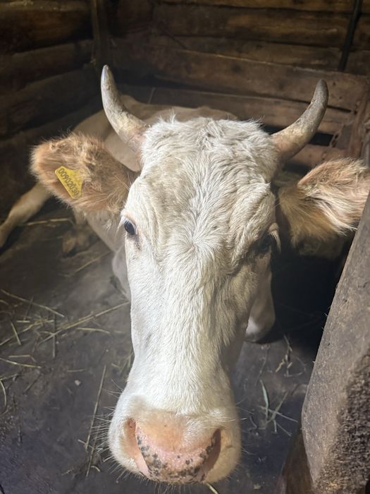 Продам нетель 1 год 2 месяца
