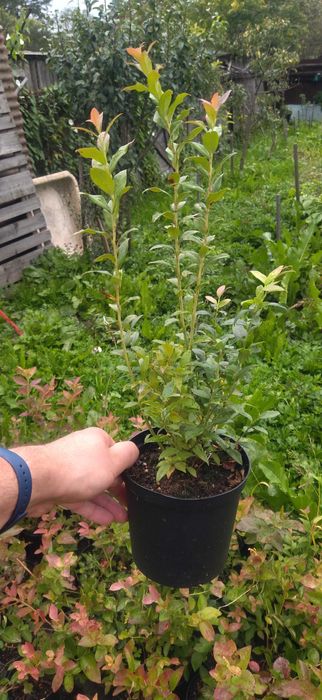 Vând afini de cultura