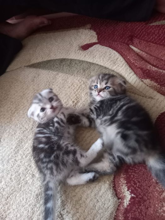 Котята шотландские