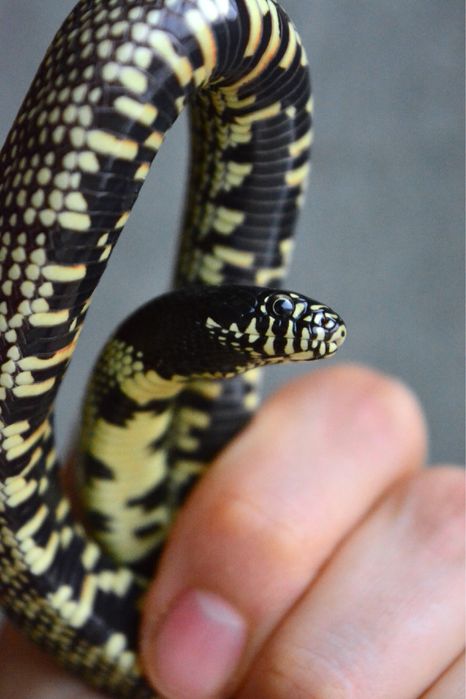 Змеи разные виды