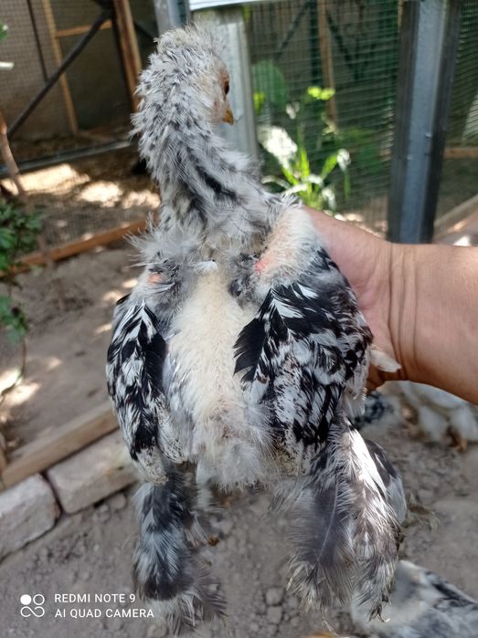 Брама жужалари сотилади.