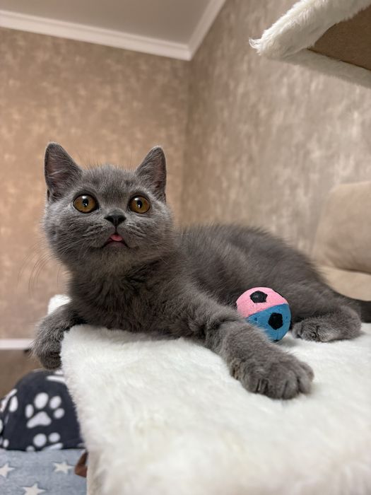 Отдам котёнка в добрые руки