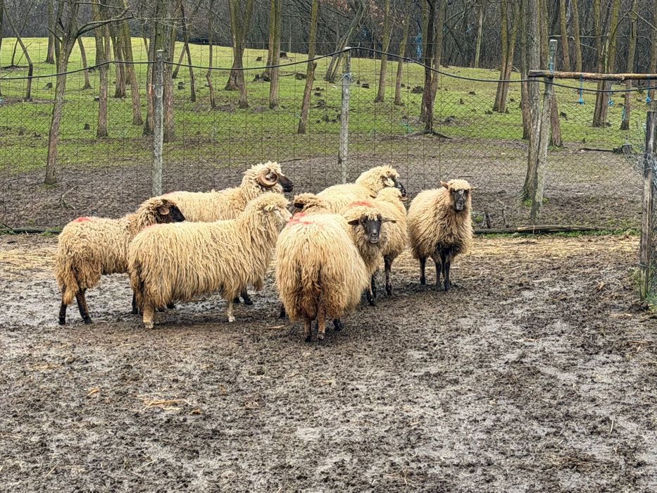 Vand oi pentru detalii sunati