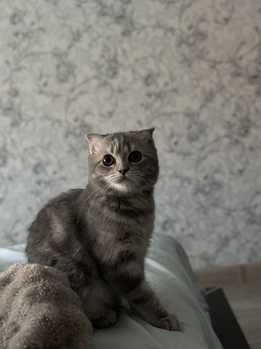 Кошка в добрые ручки