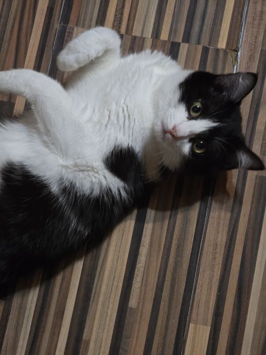 Котятки в добрые  руки