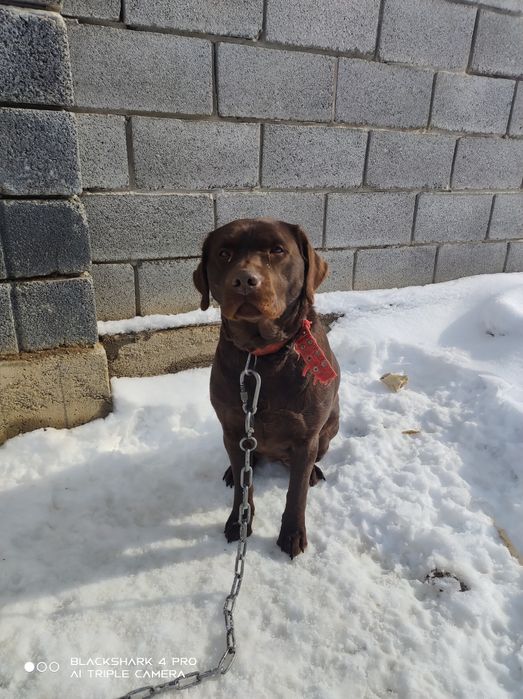 собака лабрадор домашняя