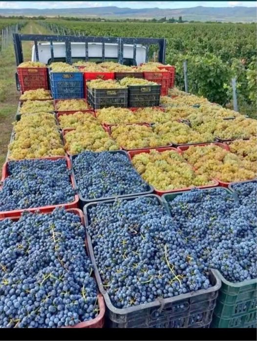 Struguri de calitate direct de la producatori