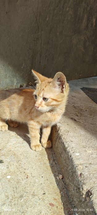 Ofer spre adopție