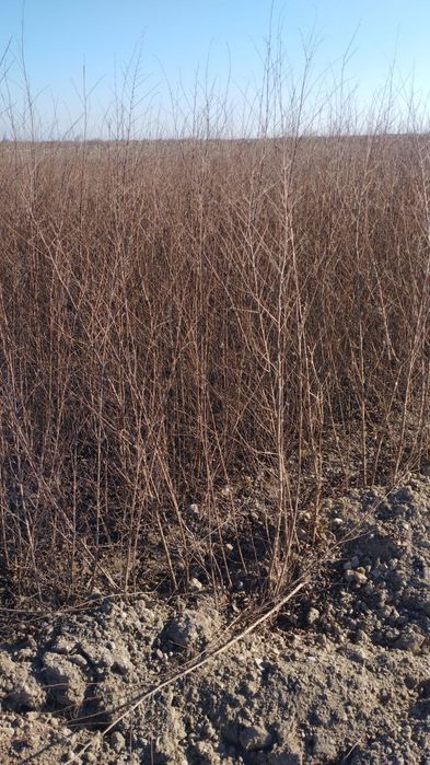 Gujum Qayragʻoch . Гужум кучат