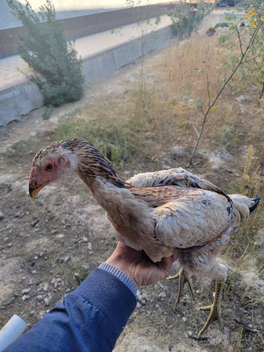 Дакан жужалар 4 ойлик